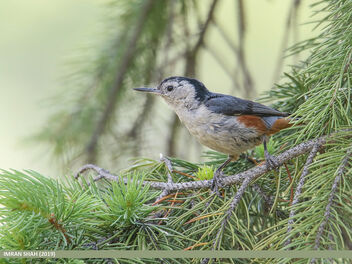 White-cheeked Nuthatch (Sitta leucopsis) - бесплатный image #470039